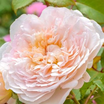 Rosa 'Emily Brontë' - English Rose