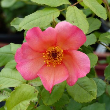 Rosa Morning Mist - English Rose