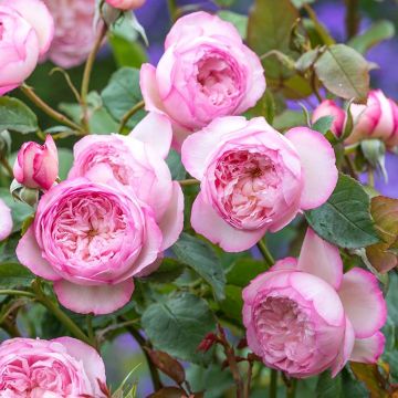 Rosa 'The Mill on the Floss' - English Rose