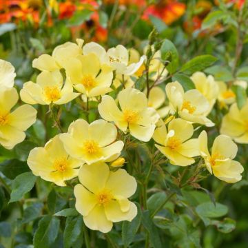 Rosa 'Tottering-by-Gently'- English Rose