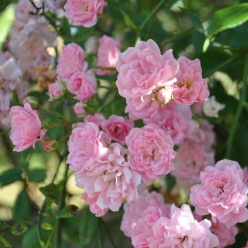 Rosa banksiae Rosea - Rambling Rose