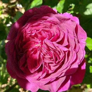 Rosa Décorosiers 'Purple Voluptia' - Shrub Rose