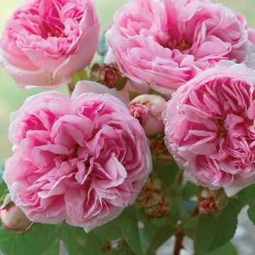 Rosa Madame Ernest Calvat