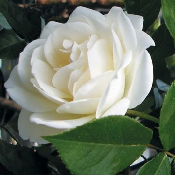 Rosa 'Fée des neiges' (Iceberg) - Shrub Rose