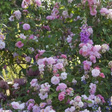 Rosa moschata Felicia - Musk Rose