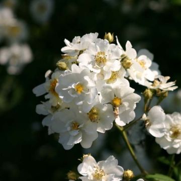 Rosa x multiflora Bobbie James - Multiflora Rambling Rose