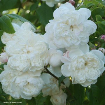 Rosa x noisette 'Aimée Vibert'