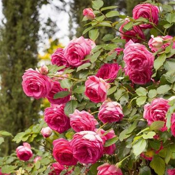 Rosa Cyclamen 'Pierre de Ronsard' - Climbing Rose