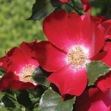 Rosa Dortmund