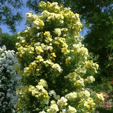 Rosa Golden Age - Climbing Rose