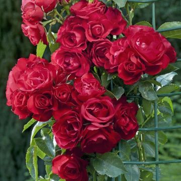 Rosa Rose de Perouges - Climbing Rose