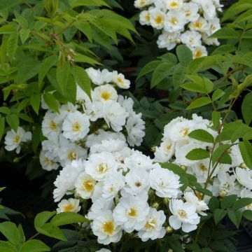 Rosa Seagull - Rambling Rose