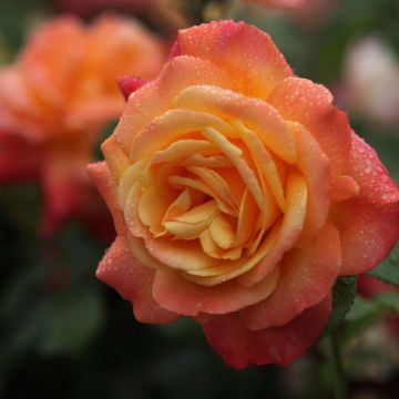 Rosa Shining Beauty - Climbing Rose