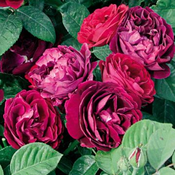 Rosa Hybride remontant Souvenir du Dr Jamain