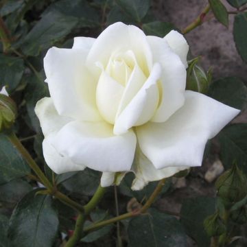 Rosa x wichuraiana White New Dawn - Climbing Rose