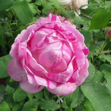 Rosa gallica Gros Provins Panaché BIO