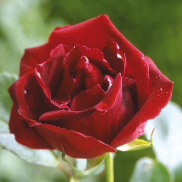 Rosa 'Guinée'