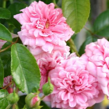 Rosa x wichuraiana François Juranville - Climbing Rose