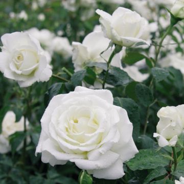 Rosa 'Mémoire' - Hybrid Tea Rose