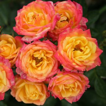 Rosa x polyantha - Lilliputs - 'Little Sunset' - Miniature Rose