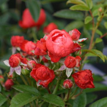 Rosa x polyantha 'Fête des Pères' - Miniature Rose