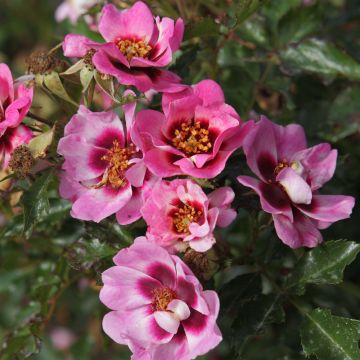 Rosa x persica 'Trendy Babylon Eyes'  - Miniature Rose