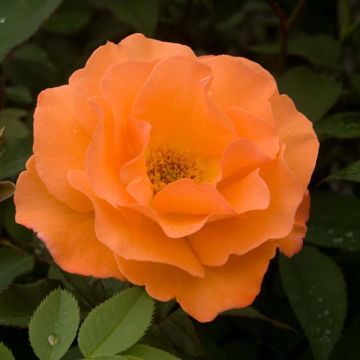 Rosa Delbards Orange Climber