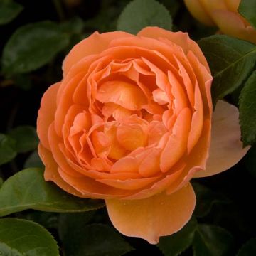 Rosa  Pat Austin - English Shrub Rose