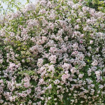 Rosa x moschata 'Paul's Himalayan Musk' - Rambling Rose