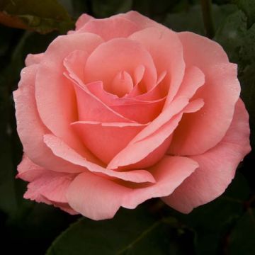 Rosa  Queen Elizabeth - Hybrid Tea Rose