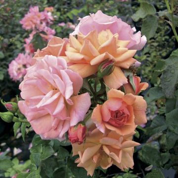 Rosa Rigo Aprikola