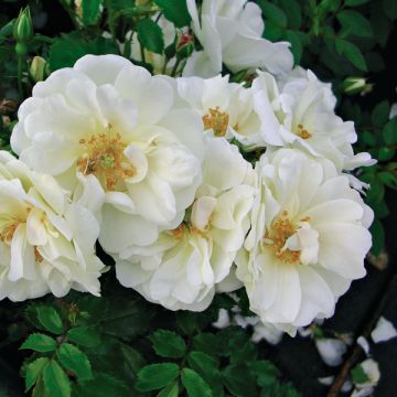 Rosa Rigo Diamant