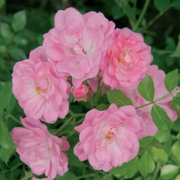 Rosa x polyantha Satina - Groundcover Rose
