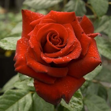 Rosa Schwarze Madonna - Hybrid Tea Rose