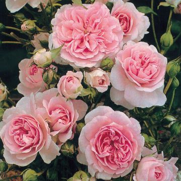 Rosa The Faun - Floribunda dwarf Rose