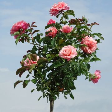 Rosa  Botticelli Meisylpho - Standard Rose