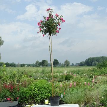 Rosa  Magic Meillandecor 'Meibonrib' - Weeping Rose