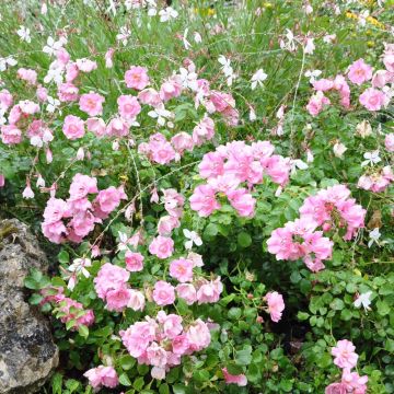 Rosa Decorosier Mareva - Standard Rose