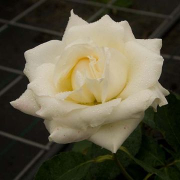 Rosa White Symphony - Hybrid Tea Rose