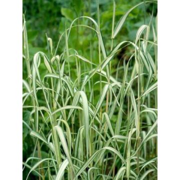 Phalaris arundinacea Picta