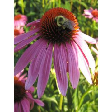 Echinacea purpurea Magnus - Purple Coneflower