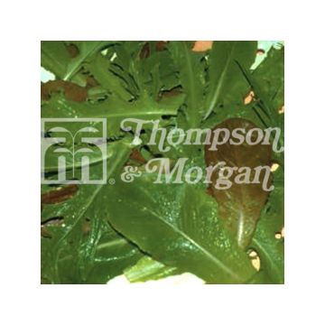 Loose leaf Lettuce Mix Crunchy Blend - Mesclun