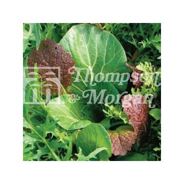 Salad Leaves Niche Oriental Mixed - Mesclun