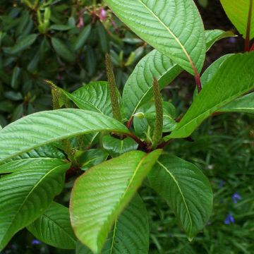 Salix fargesii - Farges Willow