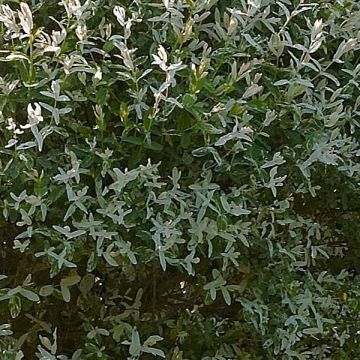 Salix integra Hakuro-Nishiki - Flamingo Willow