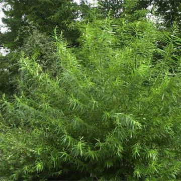 Salix viminalis - Basket Willow