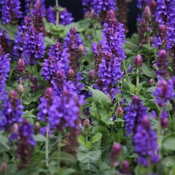 Salvia nemorosa Blue Marvel - Woodland Sage