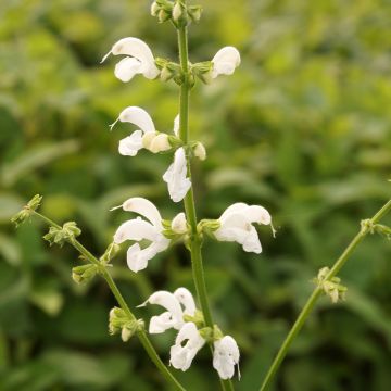 Salvia pratensis Swan Lake - Meadow Sage