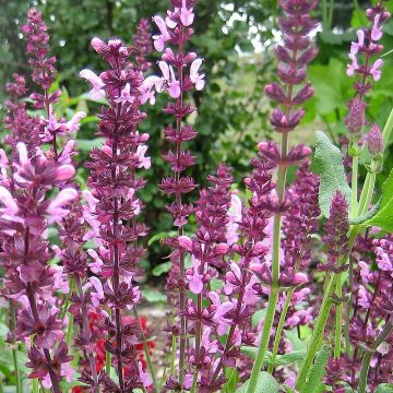 Salvia superba Rose Queen