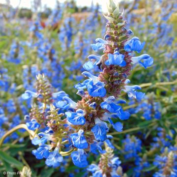 Salvia uliginosa African Skies